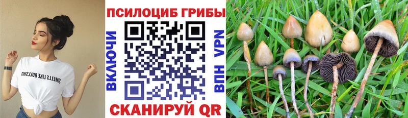 закладка  Борзя  Галлюциногенные грибы ЛСД 